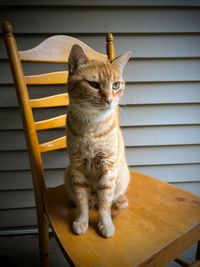 Portrait of cat sitting on table