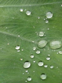 Close-up of water drops on leaf