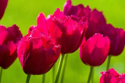 Close-up of pink tulip flowers