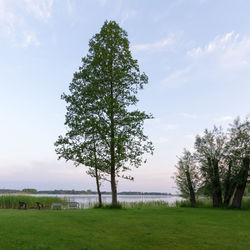 Tree on field against sky