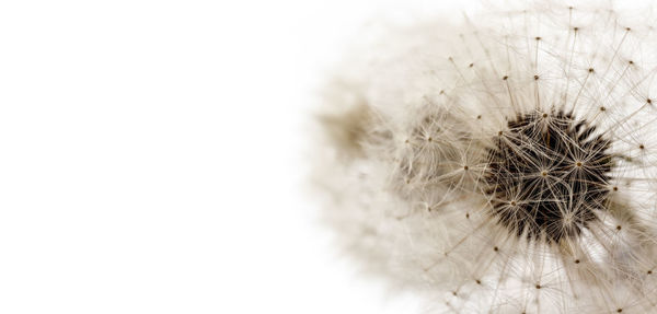 Close-up of dandelion against white background