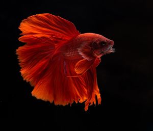 Close-up of orange fish against black background