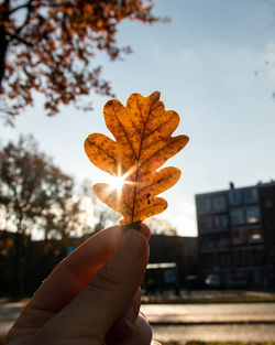 Close-up of hand holding maple leaf during autumn