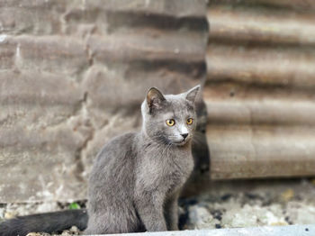 Portrait of cat looking outdoors