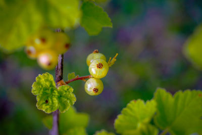 Close-up of berries on plant