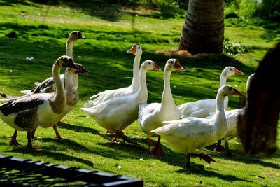 Flock of birds on grassy field