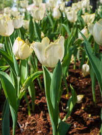 Close-up of white flowering plants