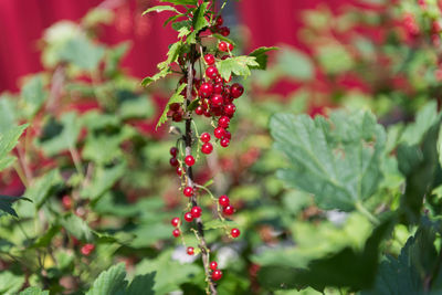 Close-up of red berries growing on plant