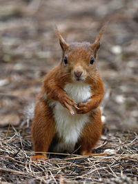 Formby red squirrel 