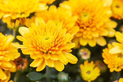 Close-up of yellow flowering plant