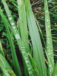 Full frame shot of raindrops on grass