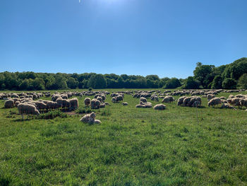 View of sheep on grassy field against sky