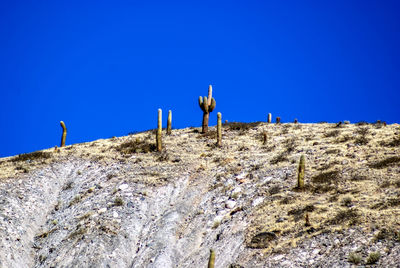 Cardons over the hills