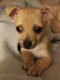 Portrait of cute puppy relaxing at home