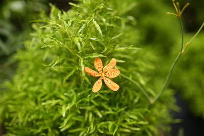 Close-up of flowering plant leaves