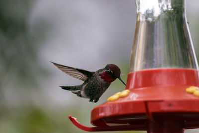 Close-up of bird flying