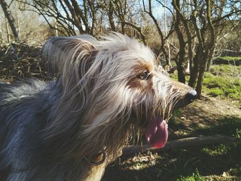 Close-up of dog sitting on tree