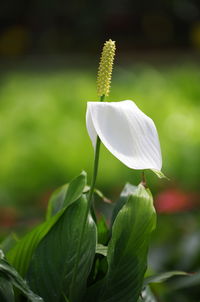 Close-up of white flowering plant