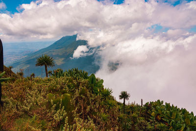 Mount muhabura and mount gahinga seen from mount sabyinyo in mgahinga gorilla national park, uganda