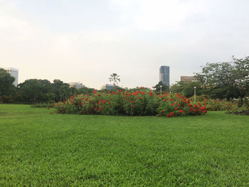 Plants growing in garden