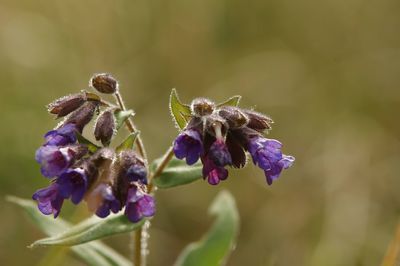 Close-up of purple flowering plant