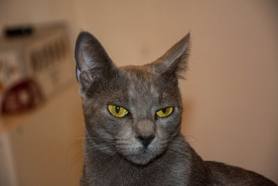 Close-up portrait of a russian blue cat