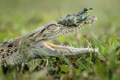 Close-up of lizard on land