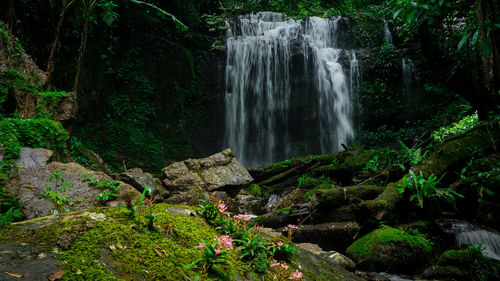 Scenic view of waterfall in forest