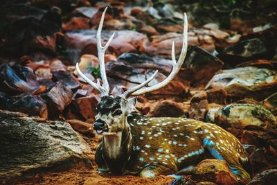 Portrait of deer on rock