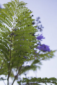 Low angle view of tree