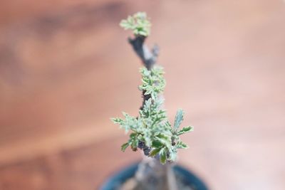 Close-up of small plant