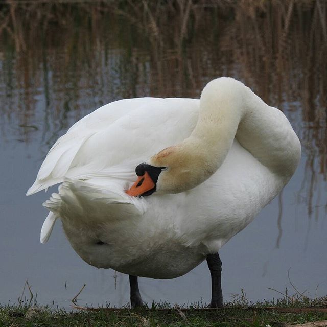 Swan preening