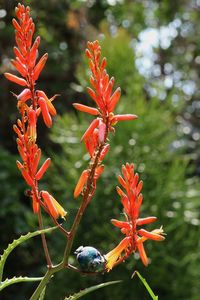 Close-up of red flowering plant