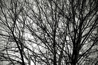 Low angle view of bare tree against sky