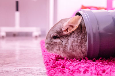 Chinchilla 