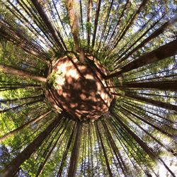 Low angle view of trees in forest