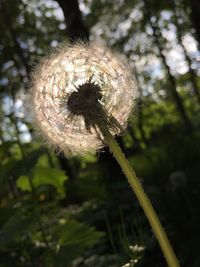Close-up of dandelion on land