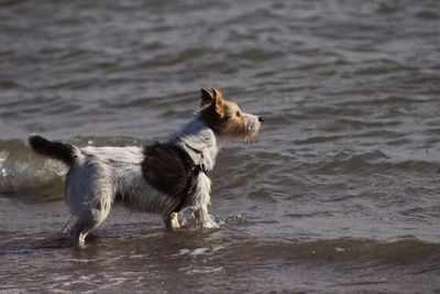 Side view of dog running on beach