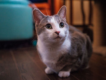 Close-up portrait of a cat