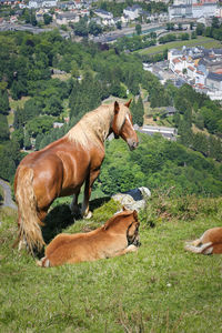Large and powerful horses on the hill above the city of lourdes. photographed in early spring.