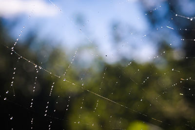 Full frame shot of wet spider web