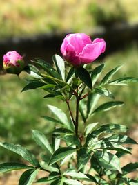 Close-up of pink flowering plant