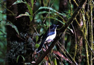 Bird perching on a tree