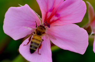 Close-up of butterfly on pink flower