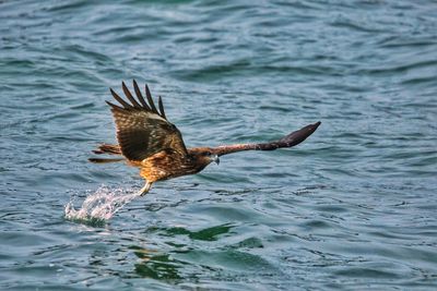 Bird flying over sea