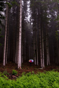 Trees in forest