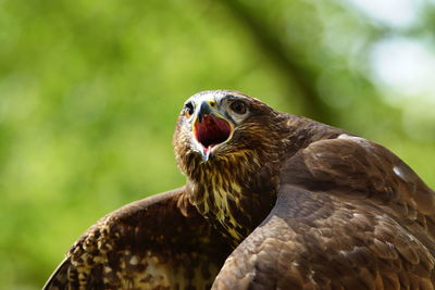 Close-up of eagle