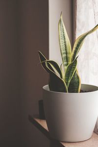 Close-up of potted plant on table against wall