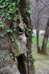 Close-up of tree trunk