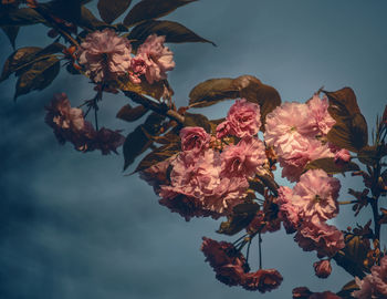 Low angle view of flowering plant against sky